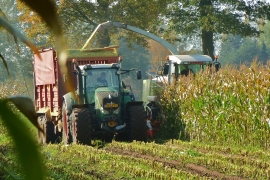 870 met maisplant in beeld
